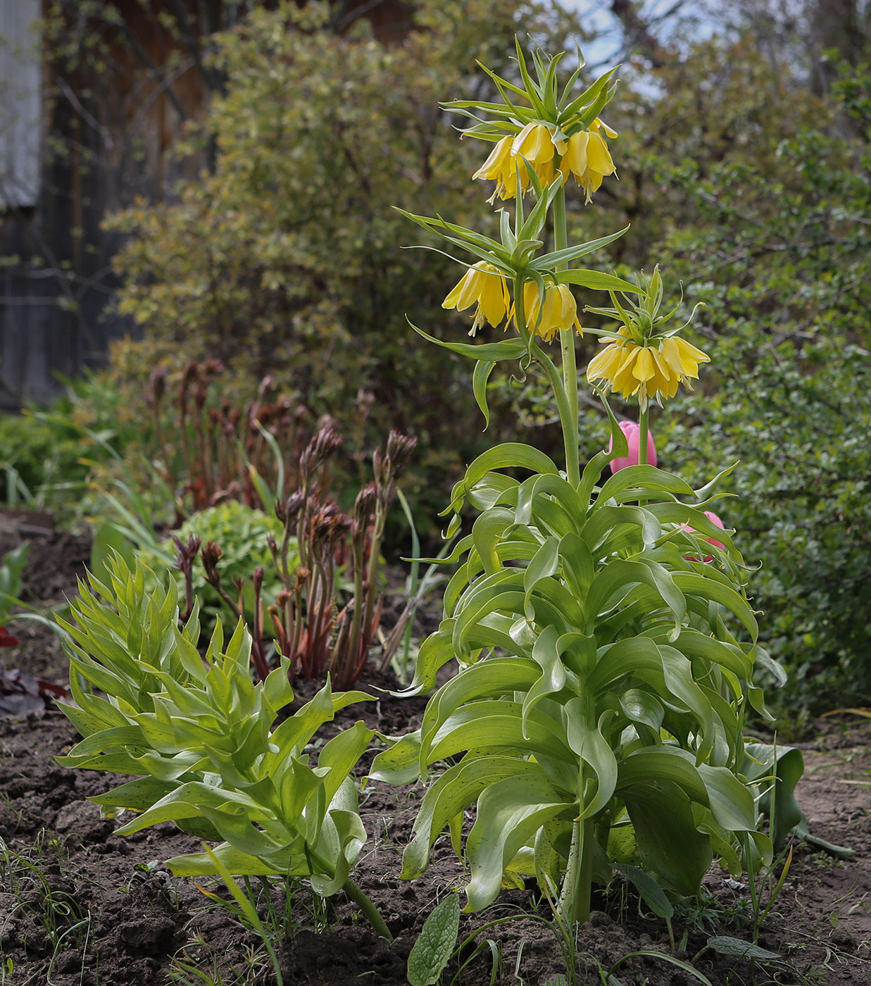 Изображение особи Fritillaria imperialis.