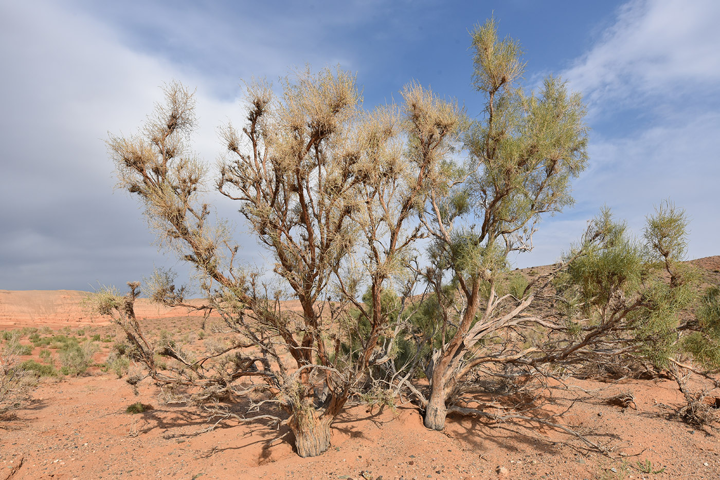 Image of Haloxylon aphyllum specimen.