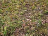 Echinops davuricus. Растения на горном склоне. Бурятия, горный склон Хамар-Дабана у Ю-З побережья оз. Гусиное. 16 августа 2005 г.