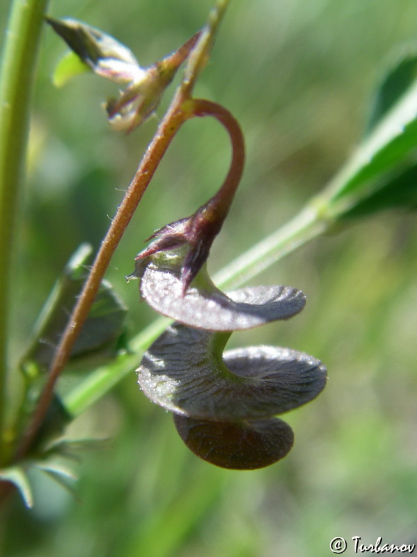 Image of Medicago orbicularis specimen.