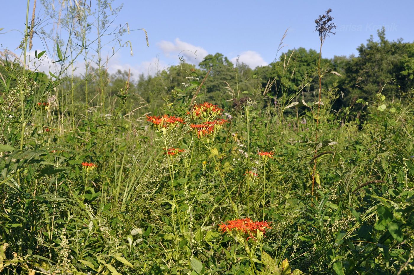 Image of Lychnis wilfordii specimen.