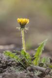 род Taraxacum