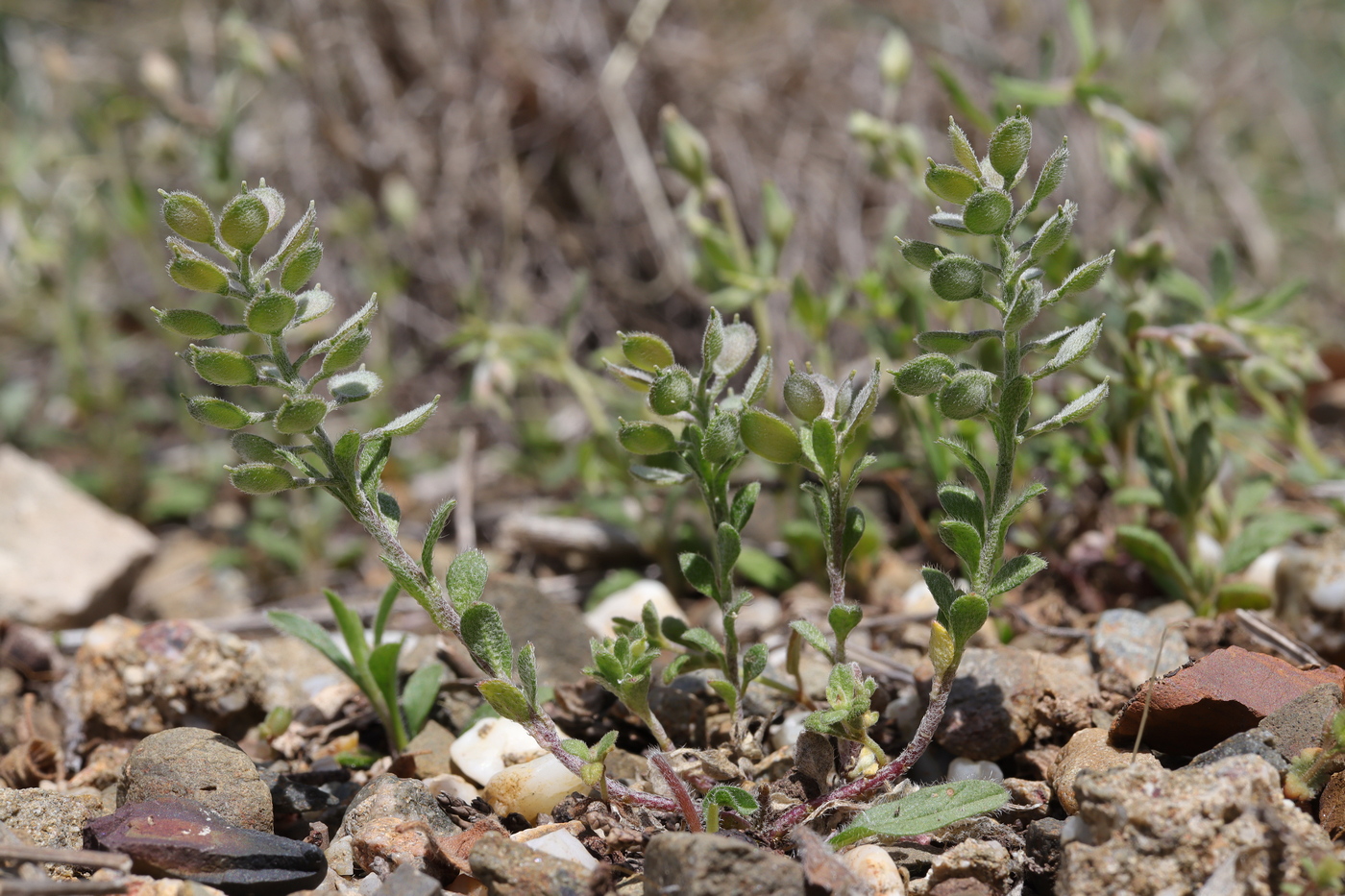 Изображение особи Alyssum simplex.