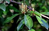 Lauro-cerasus officinalis. Верхушка побега с нераспустившимися соцветиями. Краснодарский край, Сочи, Адлерский р-н, парк \"Южные культуры\", в культуре. 09.03.2025.