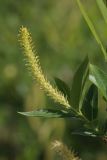 Salix triandra. Побег с мужским соцветием. Беларусь, г. Витебск, устье р. Витьба, каменистый пойменный луг с кустарниками под набережной. 04.05.2025.