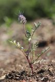 Phacelia tanacetifolia