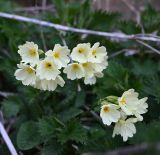 Primula cordifolia