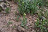 Cardaria draba