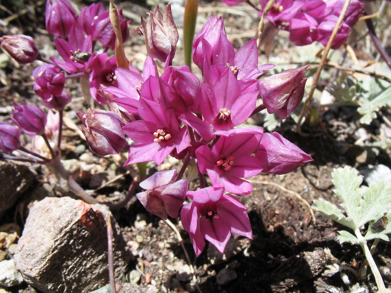 Image of Allium aksuzhabagliense specimen.