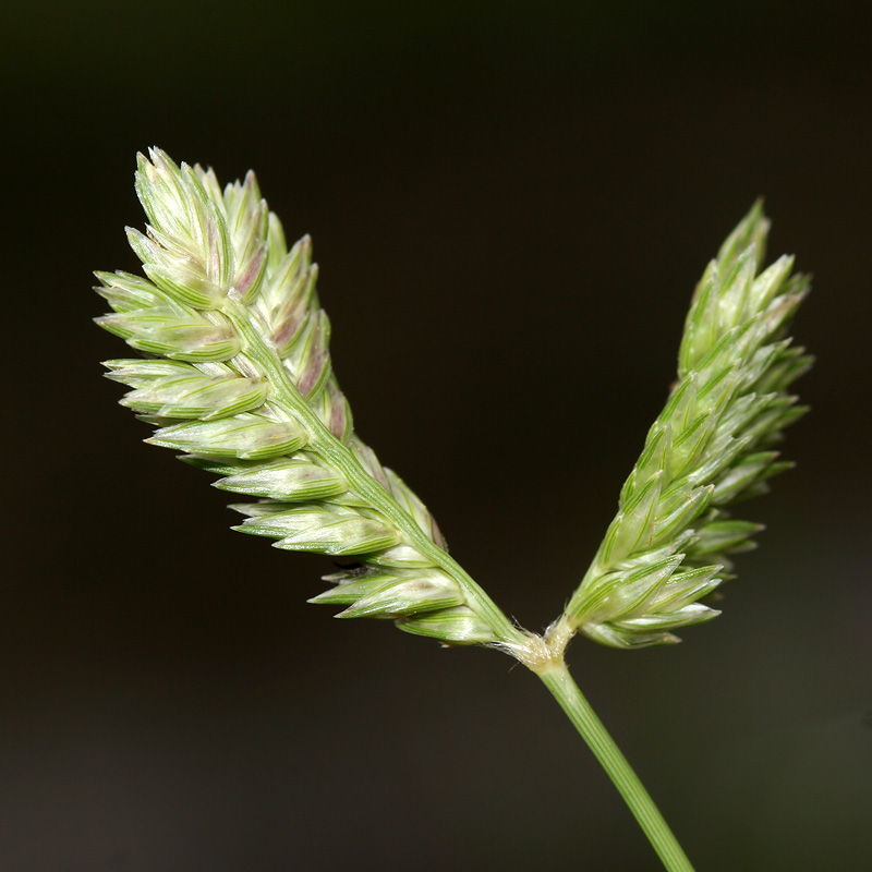 Image of Eleusine tristachya specimen.