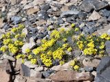 Erysimum kamelinii