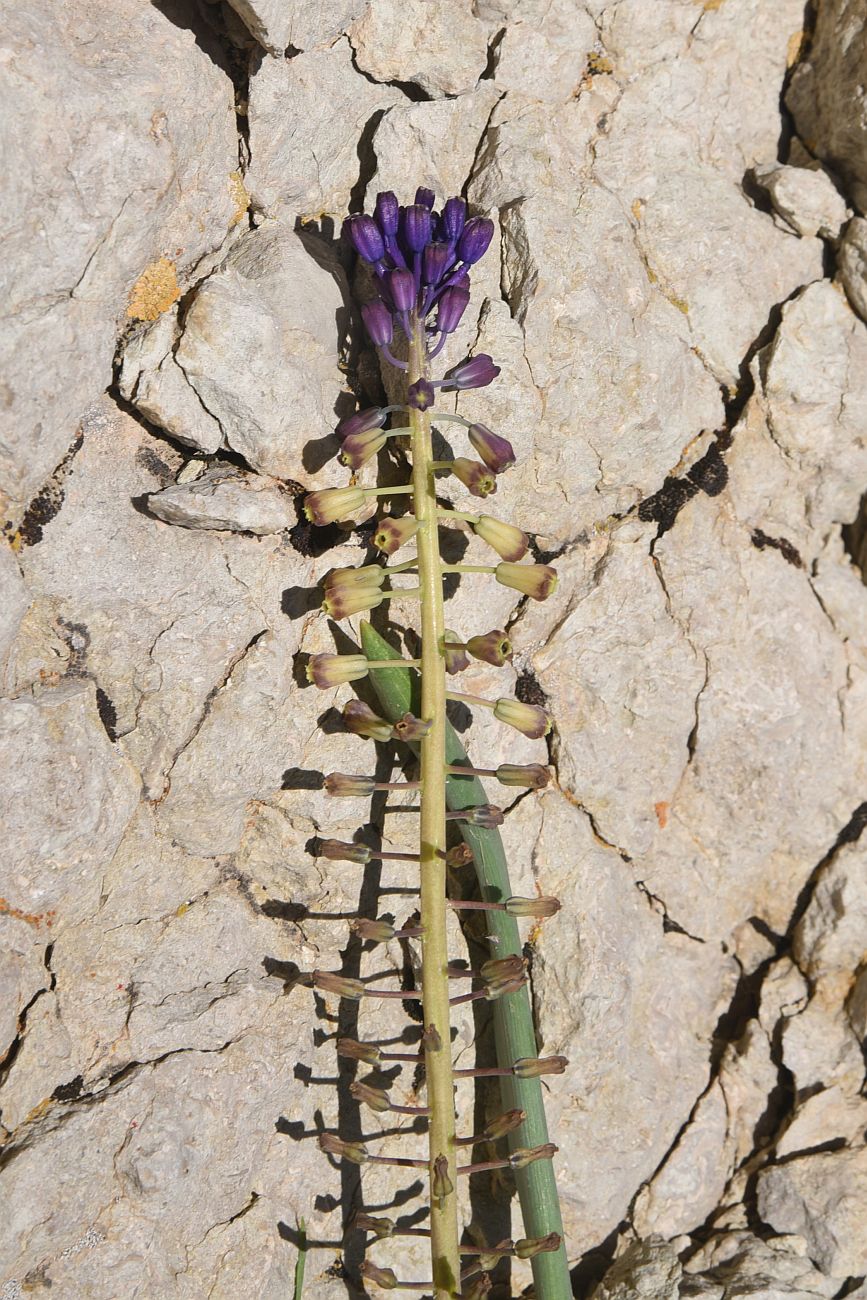 Image of Leopoldia caucasica specimen.