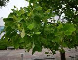 Liriodendron tulipifera