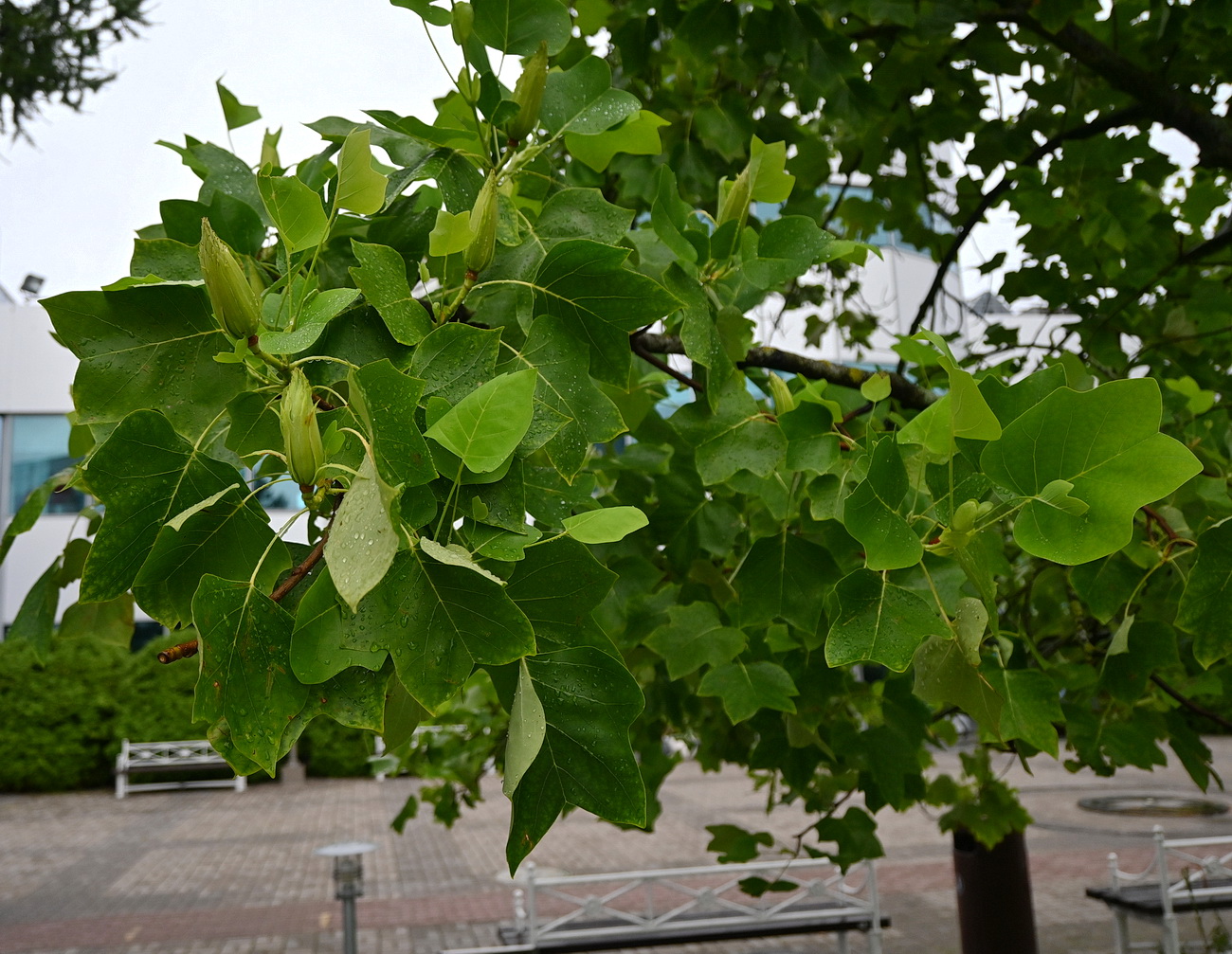 Изображение особи Liriodendron tulipifera.