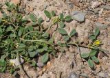 Trigonella arcuata