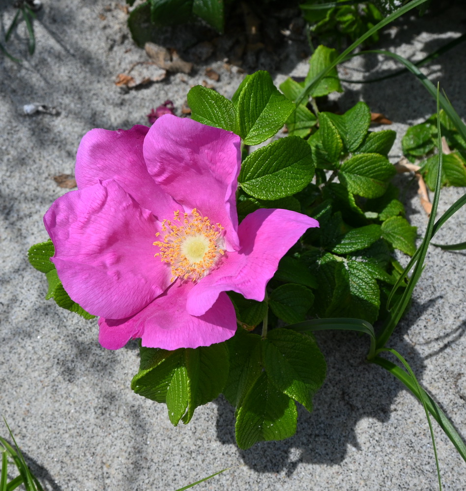 Изображение особи Rosa rugosa.