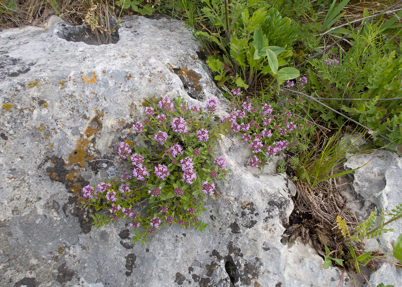Изображение особи Thymus nummularius.