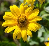 Heliopsis helianthoides. Соцветие. Пермь, Ленинский р-н, городская эспланада. 1 сентября 2024 г.