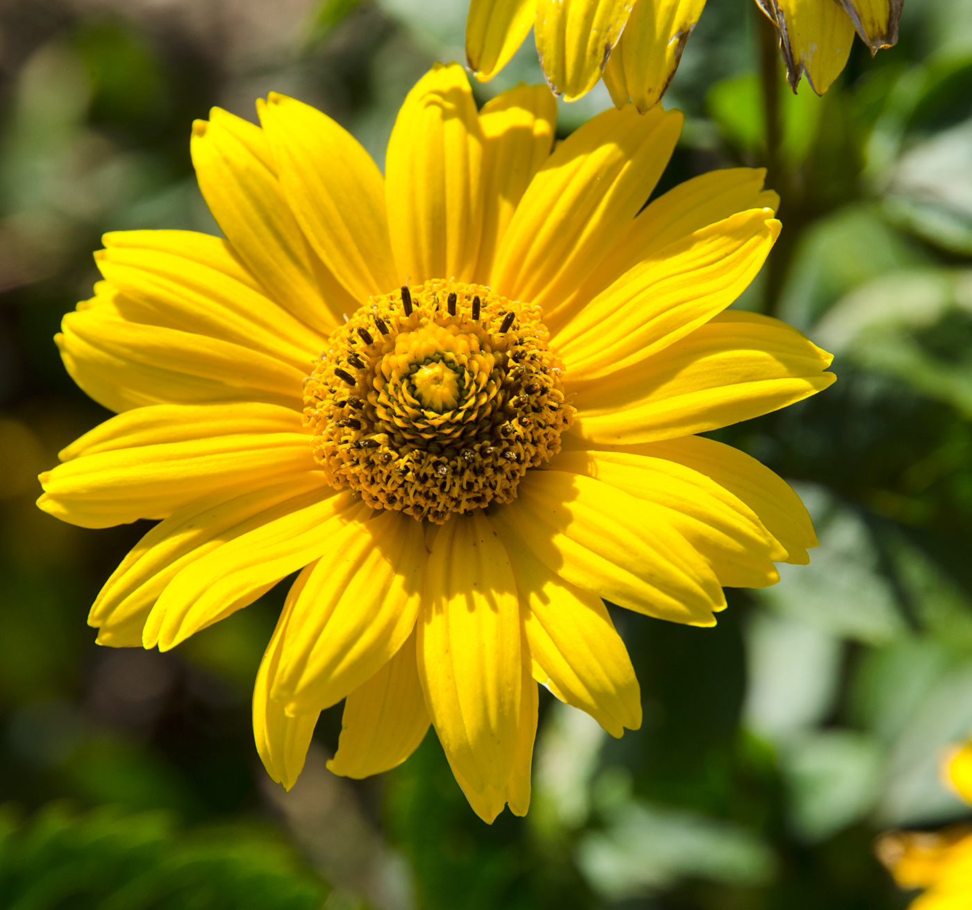 Изображение особи Heliopsis helianthoides.
