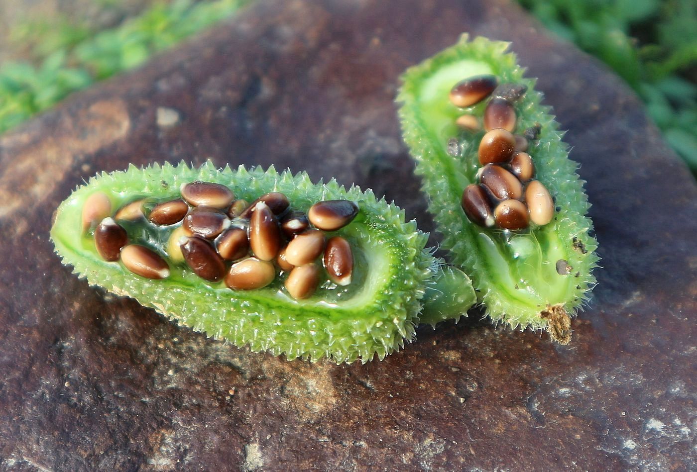 Изображение особи Ecballium elaterium.
