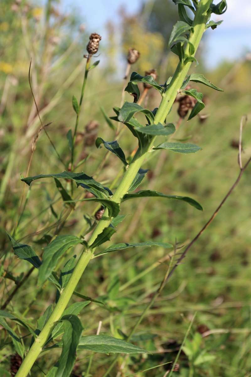 Image of Hieracium umbellatum specimen.