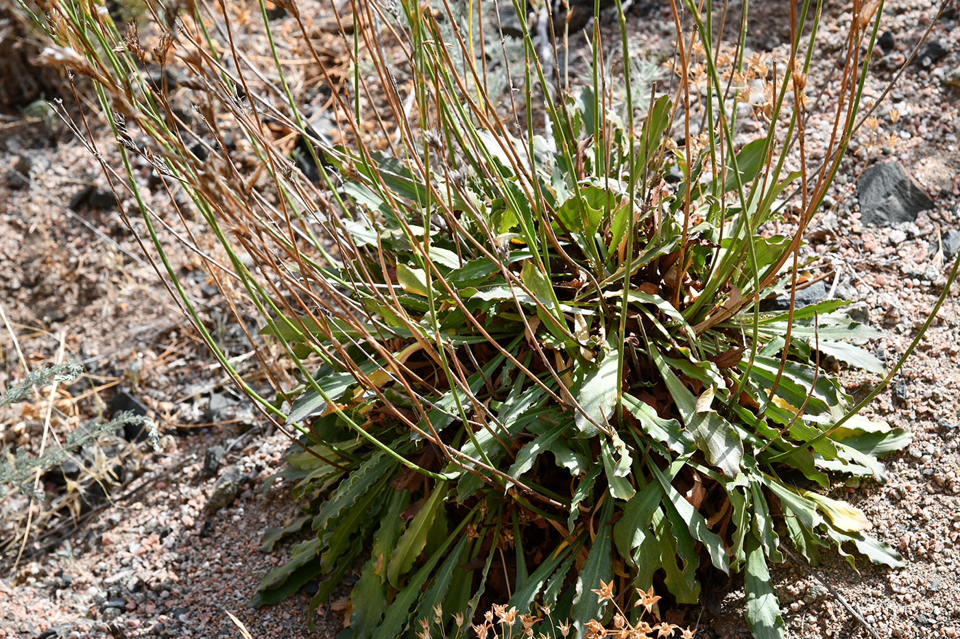 Изображение особи Ikonnikovia kaufmanniana.