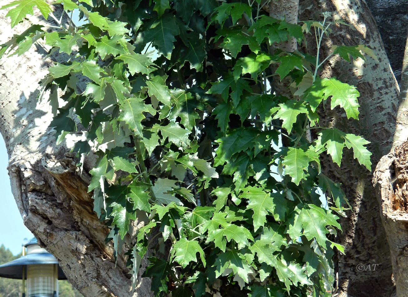 Изображение особи Populus alba.