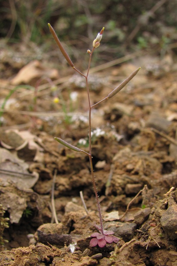 Изображение особи Arabidopsis thaliana.