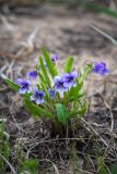 Viola mandshurica. Цветущие растения. Приморский край, Хасанский р-н, побережье залива Голубиный, луг. 19.05.2025.
