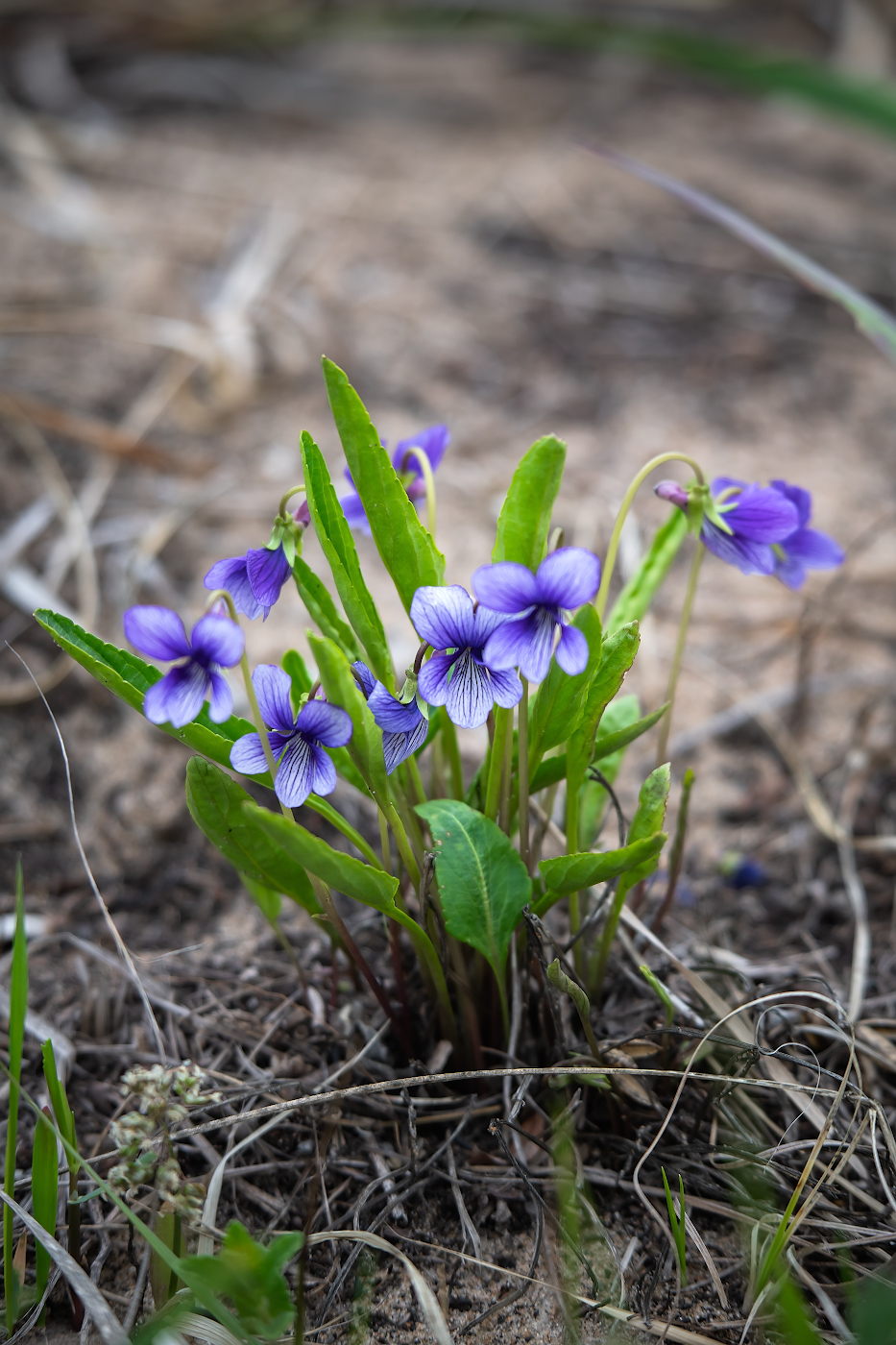 Image of Viola mandshurica specimen.