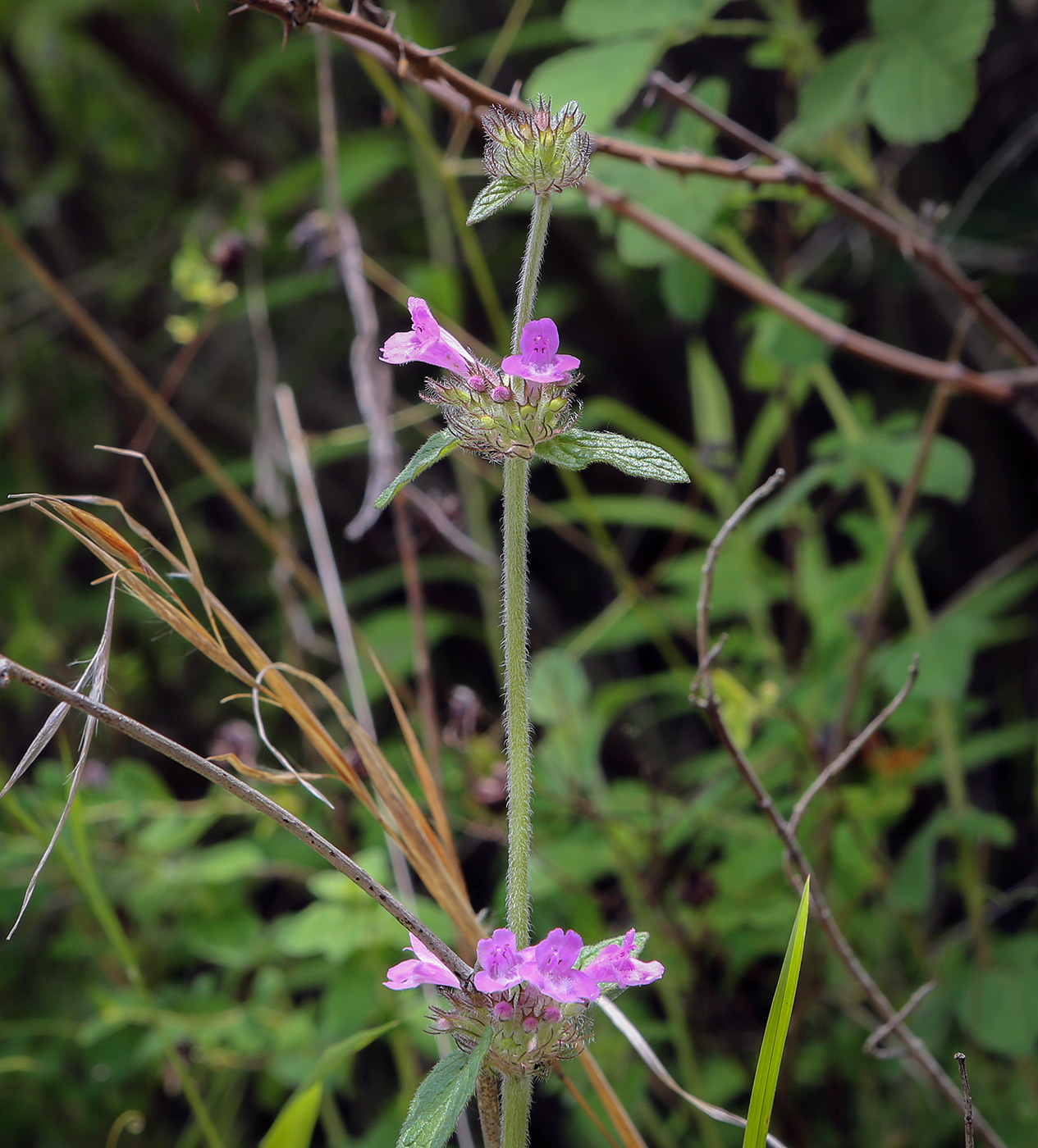 Image of Clinopodium caucasicum specimen.