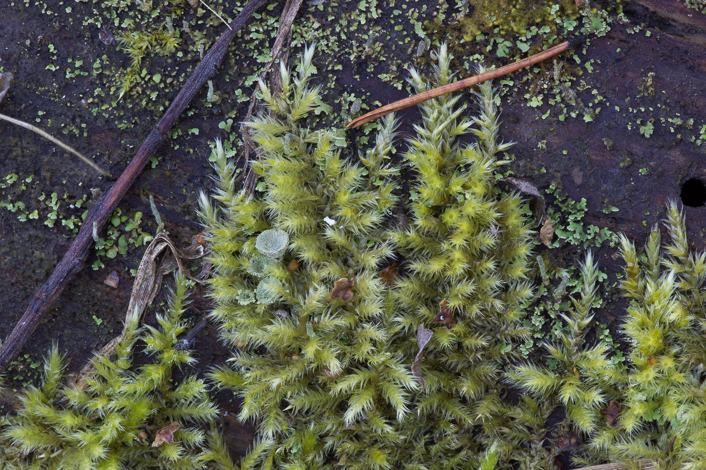 Image of Brachythecium rutabulum specimen.