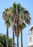 Washingtonia robusta. Кроны отцветших растений. Португалия, округ Лиссабон, г. Кашкайш, в культуре. 05.08.2025.