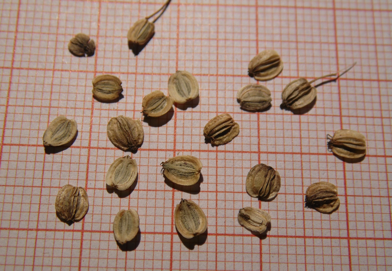 Image of genus Selinum specimen.