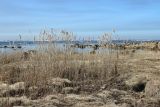 Phragmites australis. Заросль растений с сухими прошлогодними генеративными побегами. Ленинградская обл., Ломоносовский р-н, окр. Шепелёвского маяка; п-ов Каравалдай, берег Финского залива, гребень каменистый ситниковый марш. 28.03.2026.