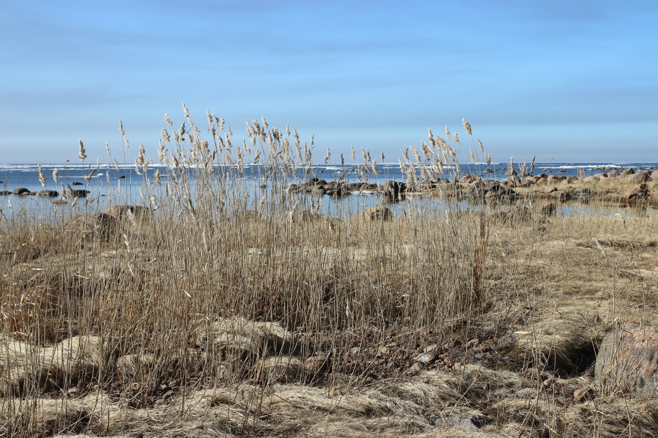 Image of Phragmites australis specimen.