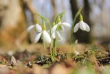 Galanthus plicatus. Цветущее растение. Краснодарский край, Черноморское побережье Кавказа, м/о г. Новороссийск, окр. с. Глебовка, выс. ≈ 440 м н.у.м., горный широколиственный лес. 9 марта 2025 г.