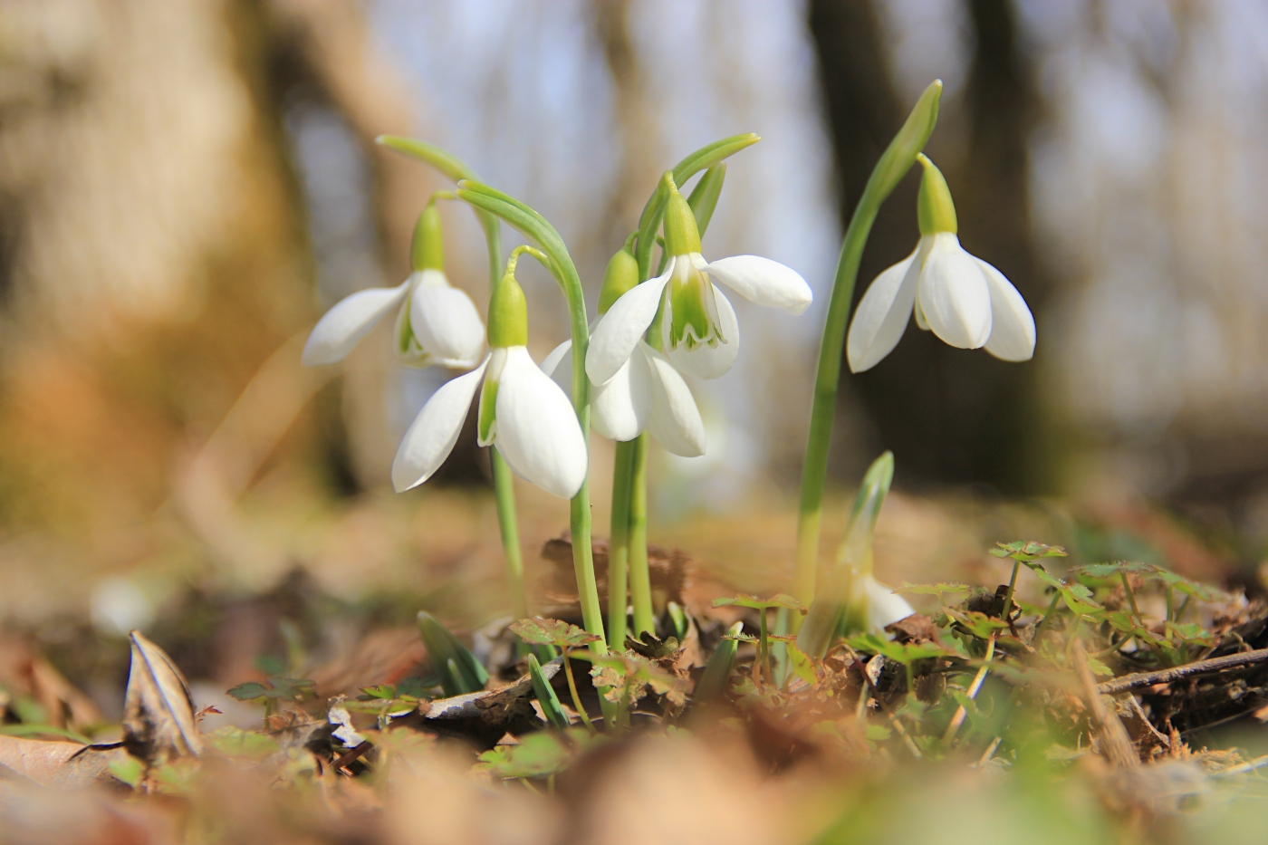 Изображение особи Galanthus plicatus.