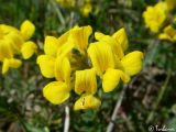 Hippocrepis comosa. Соцветие. Крым, Байдарская долина, окр. с. Орлиное. 13.05.2010.