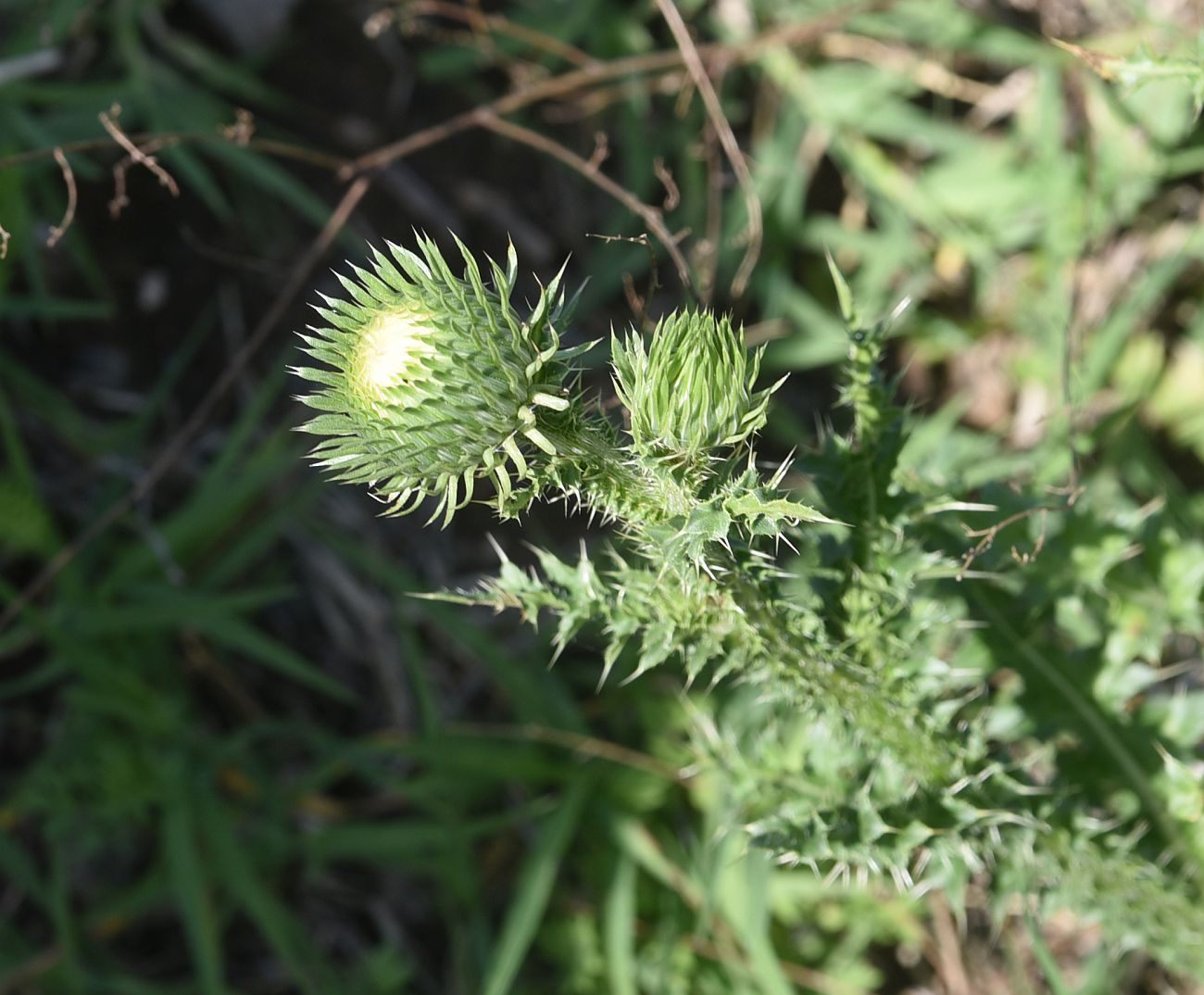Image of genus Carduus specimen.