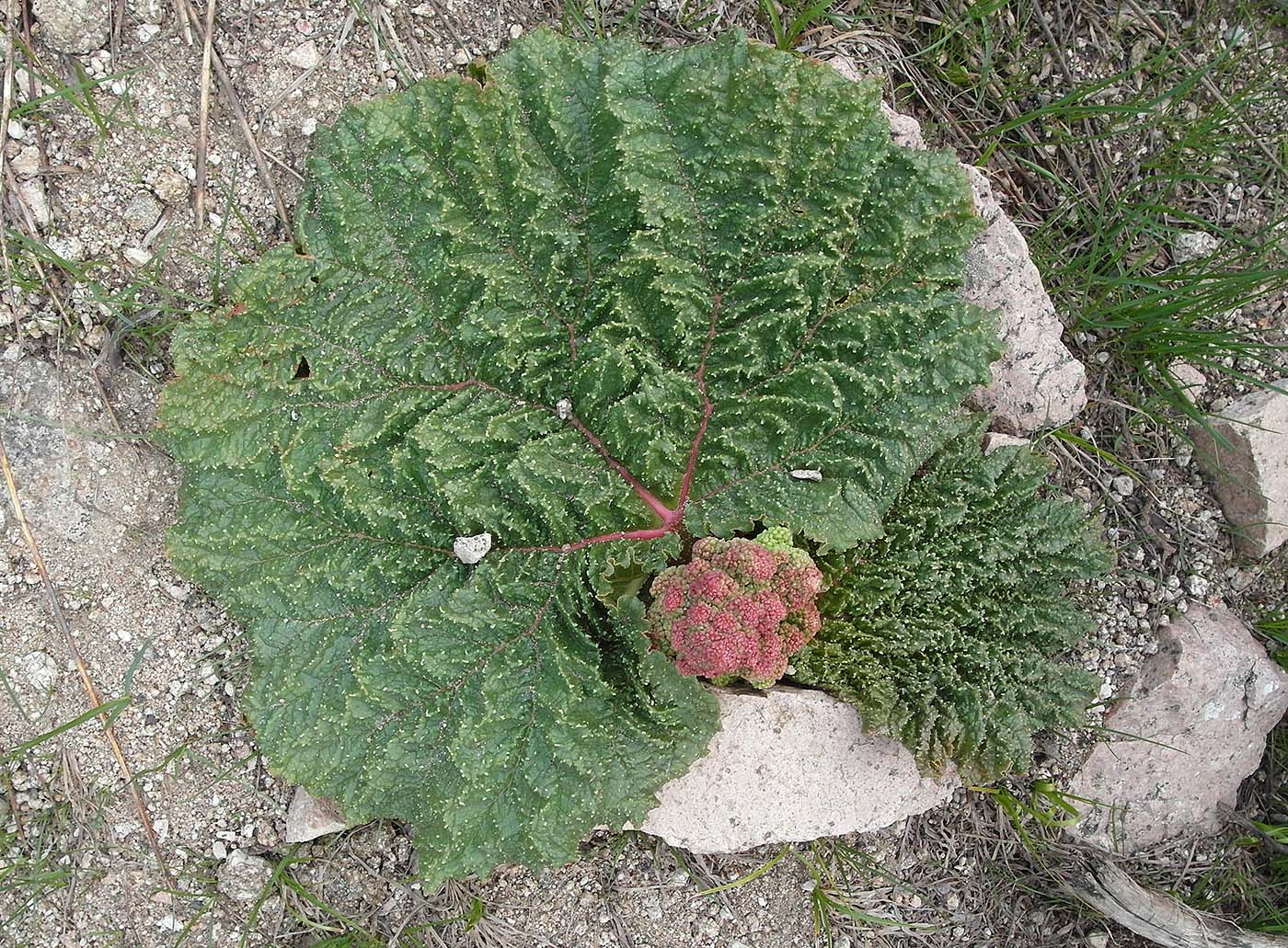 Image of Rheum cordatum specimen.