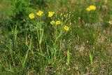 Ixeridium gramineum. Цветущее растение в сообществе с Carex duriuscula. Приморский край, Хасанский р-н, западный берег бухты Рейд Паллада вблизи косы Назимова, песчано-галечниковая морская терраса, остепнённый луг. 18.05.2026.