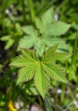Filipendula palmata. Молодой лист. Приморский край, окр. с. Бровничи, ущ. р. Тигровая, широколиственный лес. 28.04.2026.