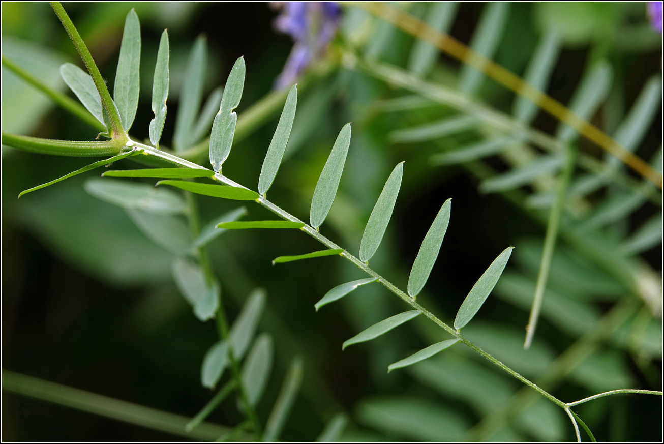 Image of Vicia cracca specimen.