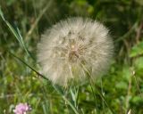 род Tragopogon. Верхушка побега с соплодием. Краснодарский край, Крымский р-н, окр. станицы Неберджаевская, ур. Темрючки, грабинниково-пушистодубовое редколесье, большая закустаренная каменистая поляна. 22.06.2026.