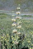 Phlomoides fetisowii