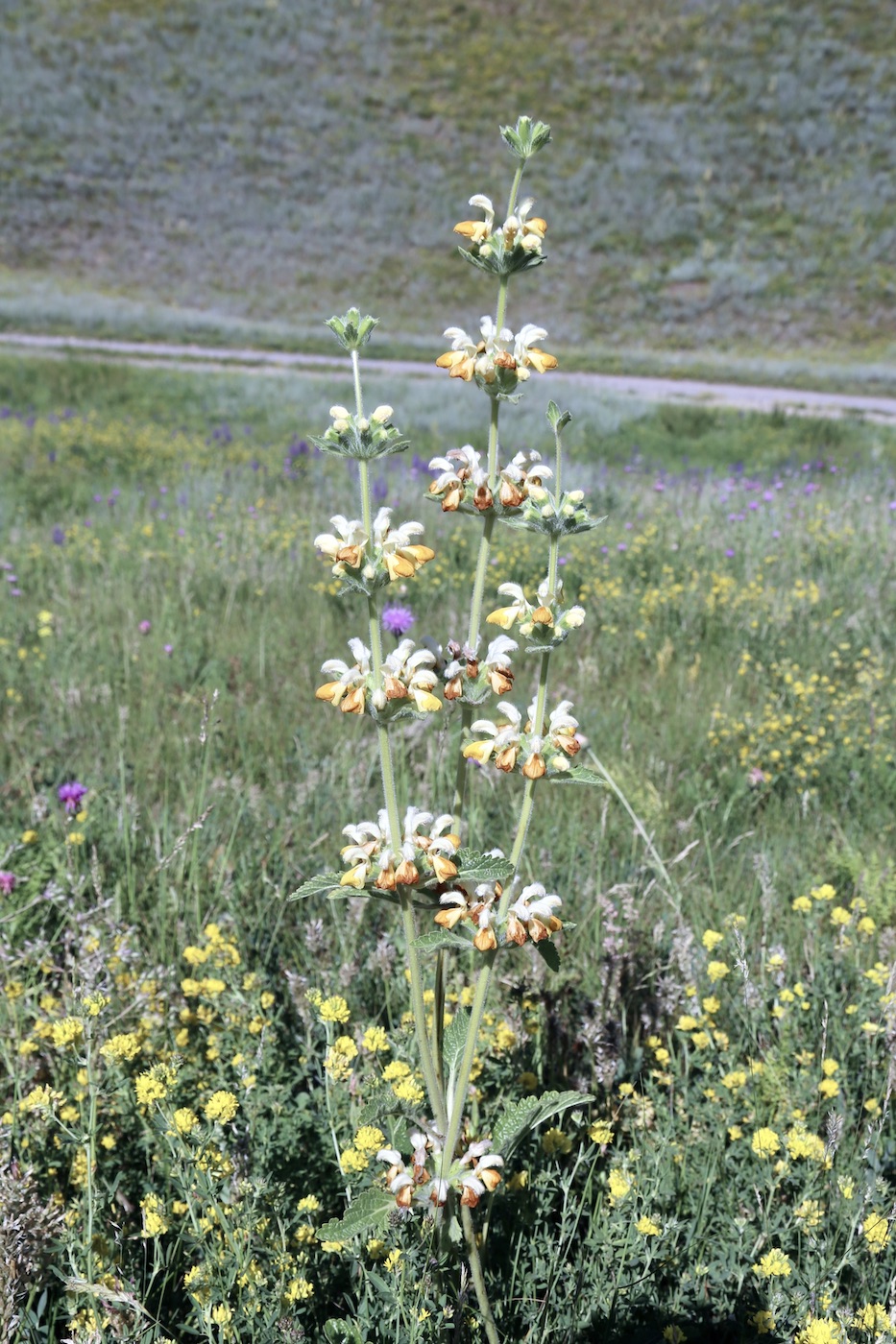 Image of Phlomoides fetisowii specimen.