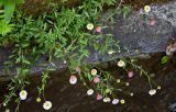 Erigeron karvinskianus. Цветущее растение. Португалия, о-в Мадейра, окр. г. Камаша, лиственный лес, на краю левады (ирригационного канала). 09.06.2026.