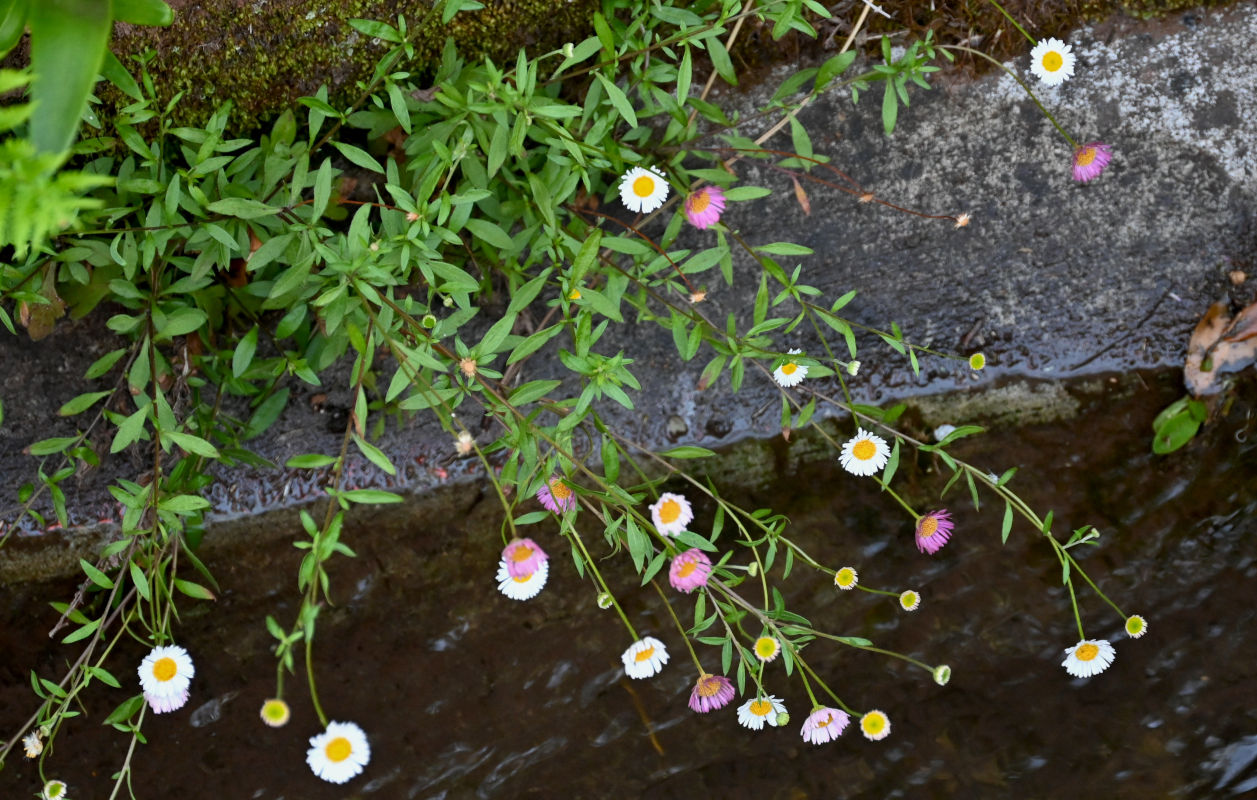 Image of Erigeron karvinskianus specimen.