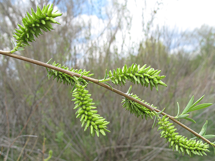 Image of Salix vinogradovii specimen.